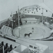 1936, Circus Kavaljos bij de Hollandse Manege